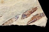 Fossil Fish (Gosiutichthys) Mortality Plate - Lake Gosiute #130014-3